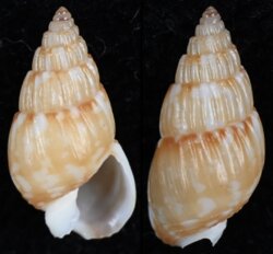 Nassarius subtranslucidus
