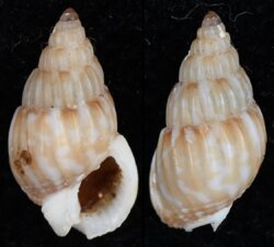Nassarius subtranslucidus