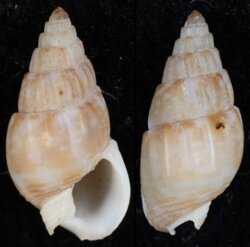 Nassarius subtranslucidus