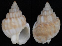 Nassarius desmouloides