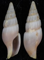 Suturoglypta blignautae