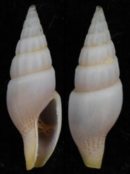 Suturoglypta blignautae