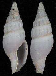 Suturoglypta blignautae