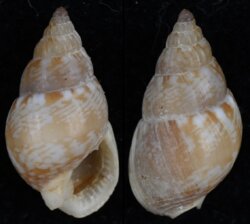 Nassarius multipunctatus