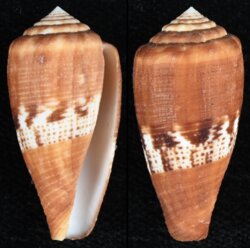 Rubroconus coccineus