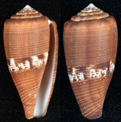 Rubroconus coccineus