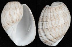 Hydatina physis