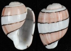 Amplustrum amplustre