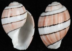 Amplustrum amplustre