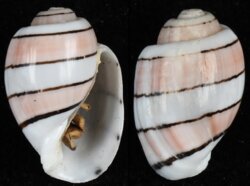 Amplustrum amplustre