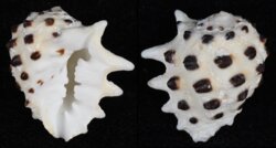 Drupa ricinus fma albolabris