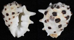 Drupa ricinus fma albolabris