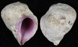 Coralliophila neritoidea