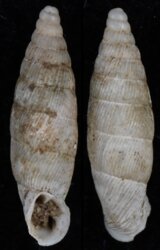 Albinaria schuchii