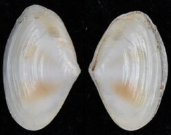 Lentidium mediterraneum