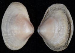 Corbula gibba fma rosea