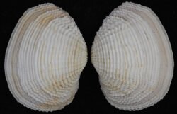 Fimbria fimbriata
