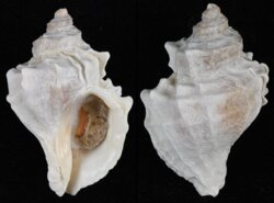 Nucella lamellosa