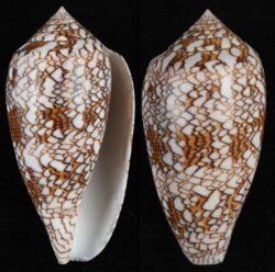 Cylinder archiepiscopus