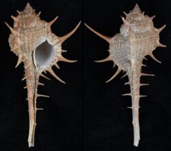 Murex africanus