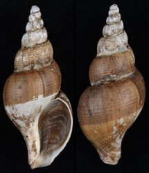 Japelion adelphicus