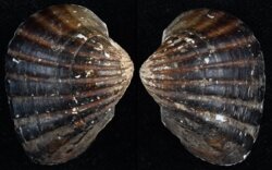 Senilia senilis