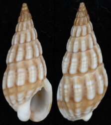 Nassarius capensis