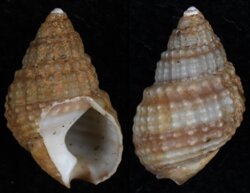 Nassarius gayi