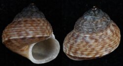 Cyclophorus philippinarum