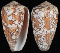 Darioconus behelokensis
