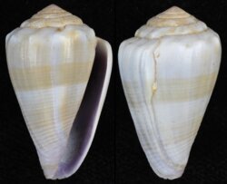 Kioconus parvulus meyeri