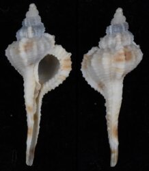 Vokesimurex dolichourus