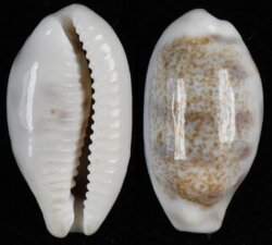 Blasicrura pallidula