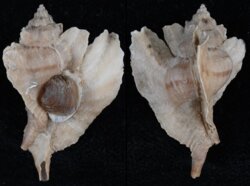 Pteropurpura plorator