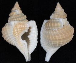 Distorsio reticulata
