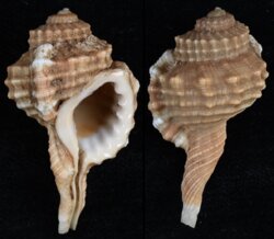 Cymatium cynocephalum