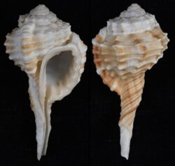 Ranularia springsteeni