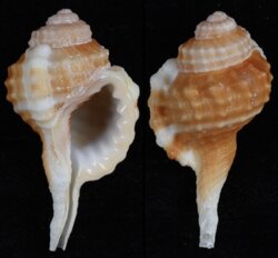 Cymatium cynocephalum
