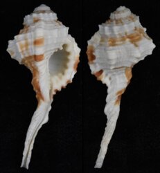 Ranularia exilis