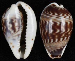 Palmadusta diluculum diluculum