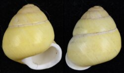 Helicostyla annulata