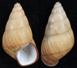 Hypselostyla carinata rugata