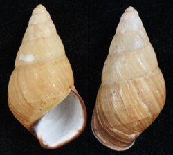 Hypselostyla carinata rugata