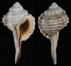 Ranularia springsteeni