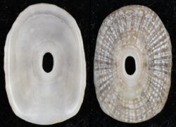 Medusafissurella dubia