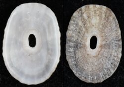 Medusafissurella dubia