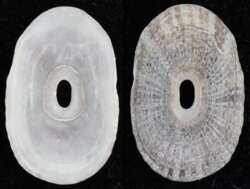 Medusafissurella dubia