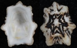 Patelloidea saccharina