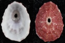 Fissurella nubecula