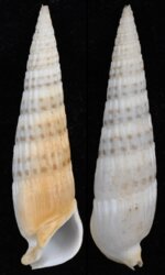 Rhinoclavis fasciata